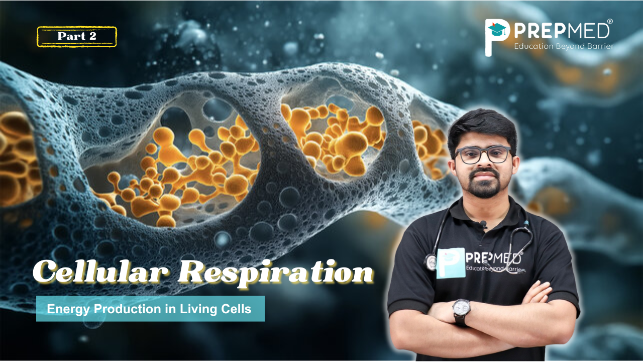 Cellular Respiration