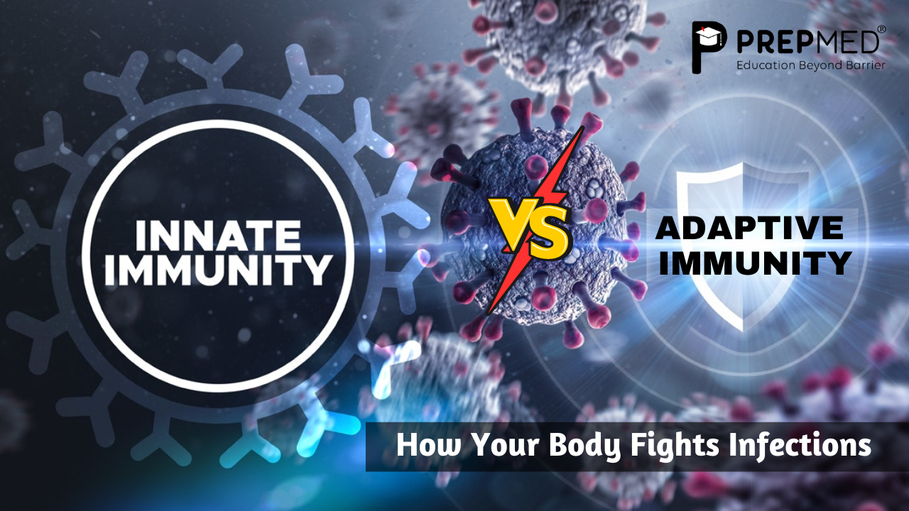 Innate vs Adaptive Immunity