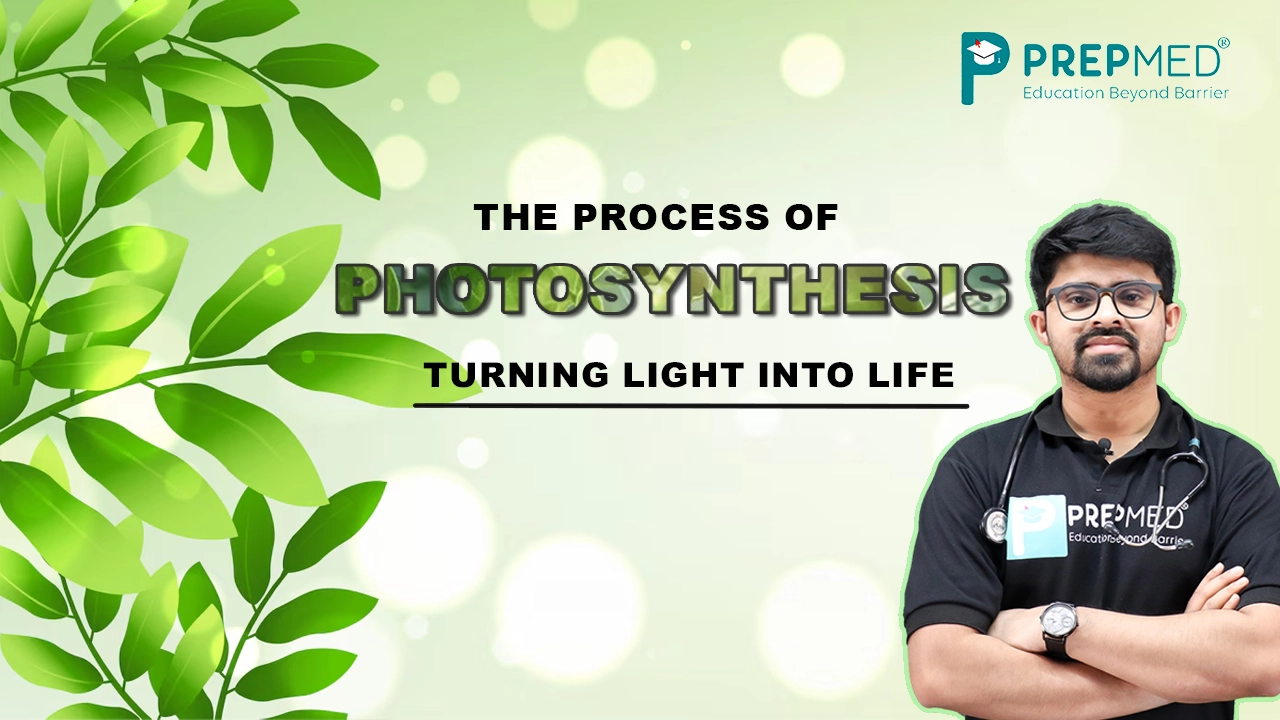 Process of Photosynthesis