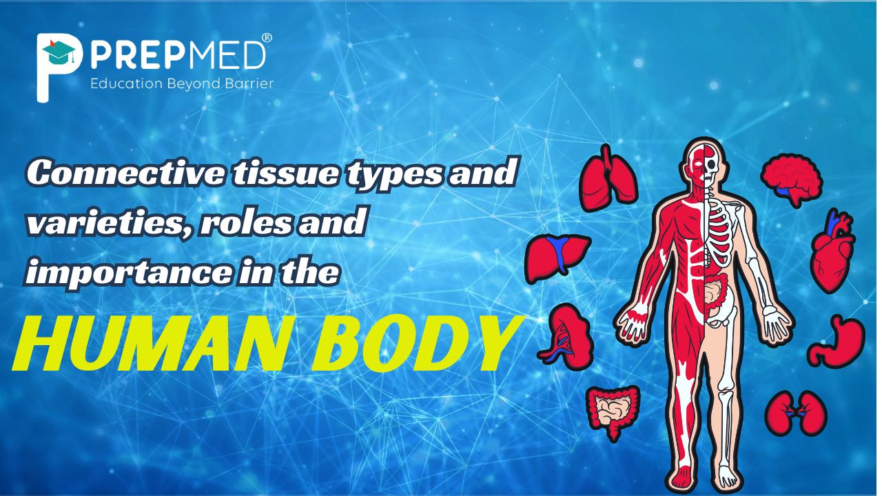 Human body connective tissue