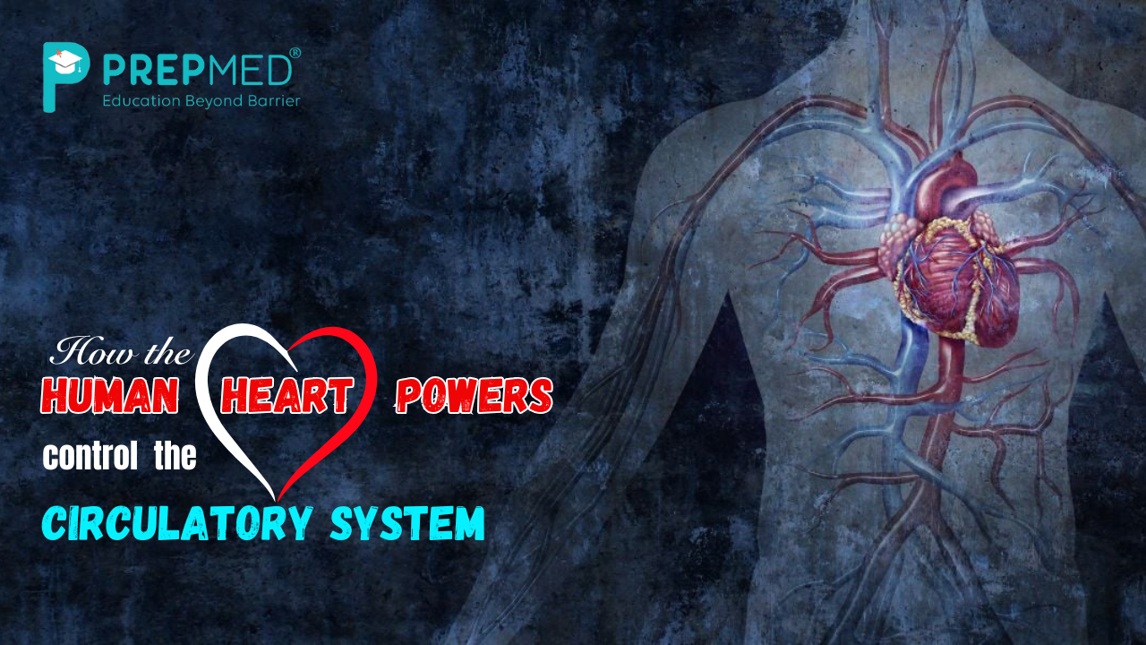 Circulatory System